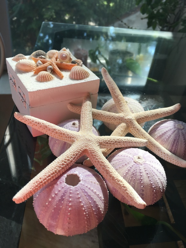 My star fish and urchin shell shopping!